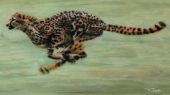 Animals running cheetahs feline