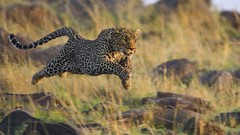 Animals running cheetahs Kenya mara