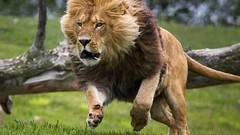 Animals running Lions