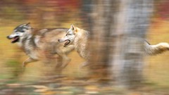 Animals running Wolves