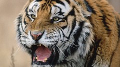 Animals Russia Tigers Siberian tiger snarl