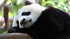 Animals sad panda bears