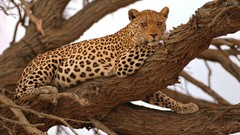 Animals safari savage African Wild Life