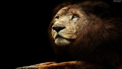 Animals safari savage African Wild Life