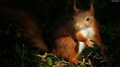 Animals safari savage African Wild Life