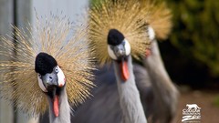 Animals savage African Wild Life