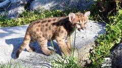 Animals savage African Wild Life