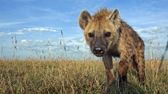 Animals savage African Wild Life