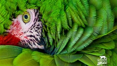 Animals savage African Wild Life