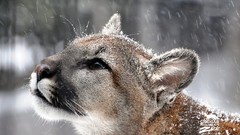 Animals savage African Wild Life