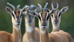 Animals savage African Wild Life