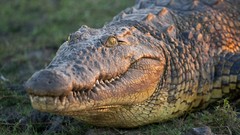 Animals savage African Wild Life