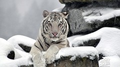 Animals savage African Wild Life