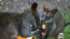 Animals savage African Wild Life