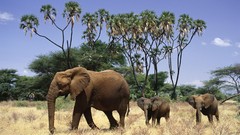 Animals savannah family elephants