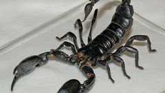 Animals scorpions
