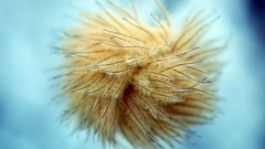 Animals sea anemones