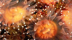 Animals sea anemones