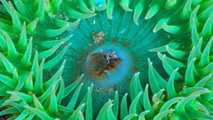 Animals sea anemones
