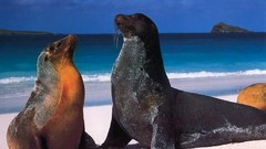 Animals sea lions