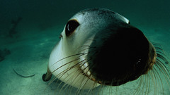 Animals sea lions underwater