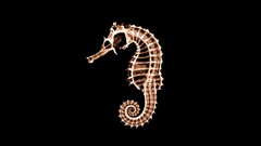 Animals seahorses