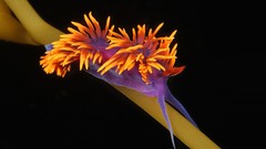 Animals sealife Nudibranchia