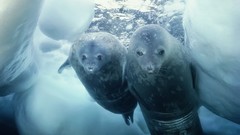 Animals Seals