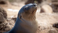 Animals Seals