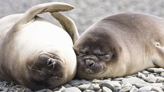 Animals Seals