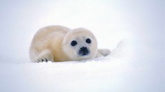 Animals Seals baby animals