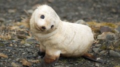 Animals Seals baby animals