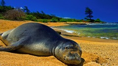 Animals Seals Beaches