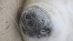 Animals Seals furry Mammals baby animals