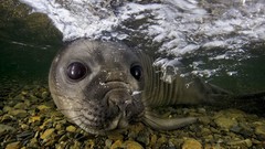 Animals Seals underwater