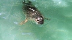 Animals Seals wildlife