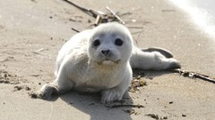 Animals Seals wildlife baby animals