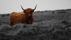 Animals selective coloring