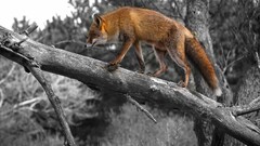 Animals selective coloring branch fox wildlife dead trees nature