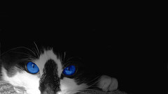 Animals selective coloring cats