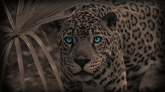 Animals sepia Leopards blue eyes selective coloring