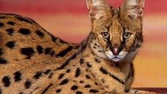 Animals serval feline