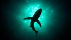 Animals shark Sea natural light underwater fish