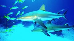 Animals Sharks animal