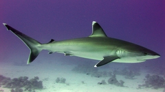 Animals Sharks animal