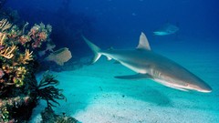 Animals Sharks reef caribbean