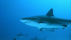 Animals Sharks Sea water