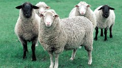 Animals sheep