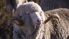 Animals sheep