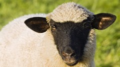 Animals sheep